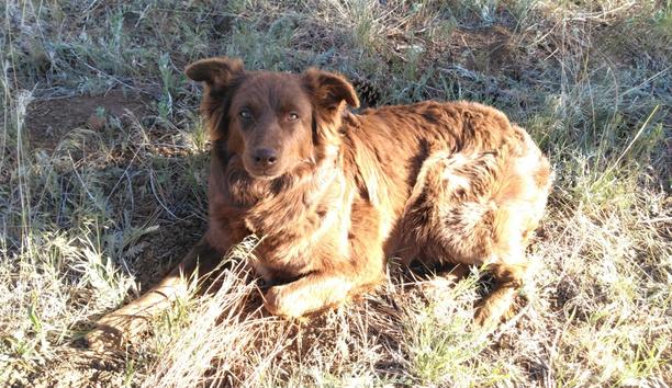 Best fprotection dogs