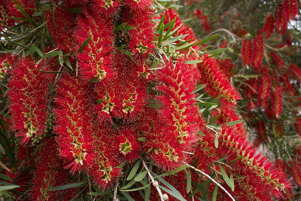 How to Grow Weeping Bottlebrush (Red Cascade)