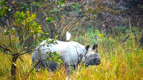 Pobitora Tour From Guwahati 1 Day tour