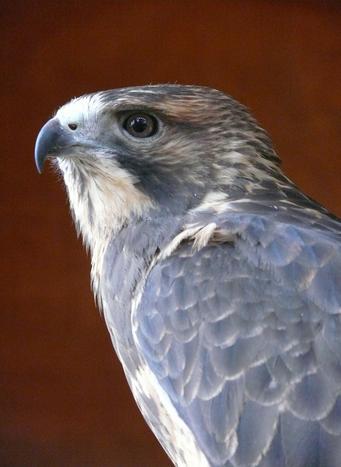 GEORGE, Swainsons' Hawk