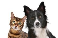dog and cats can be emotional support animals