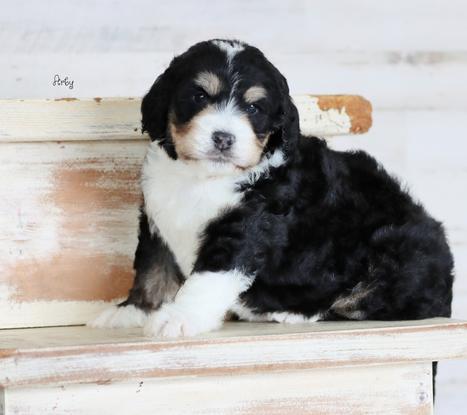 Trained bernedoodle best sale