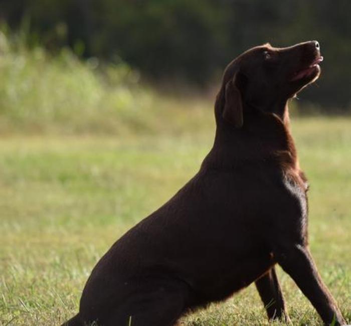 chocolate brown lab
