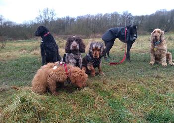 Group dog walk Barks In The Parks professional dog walker