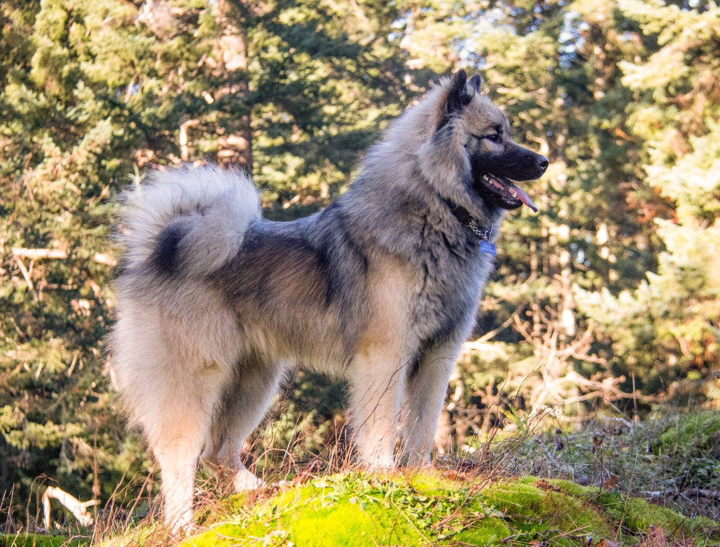 Eurasier for sale sale