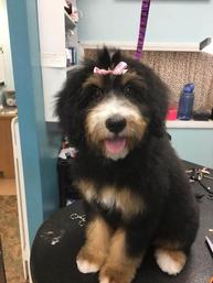 Tri-color-Bernedoodle