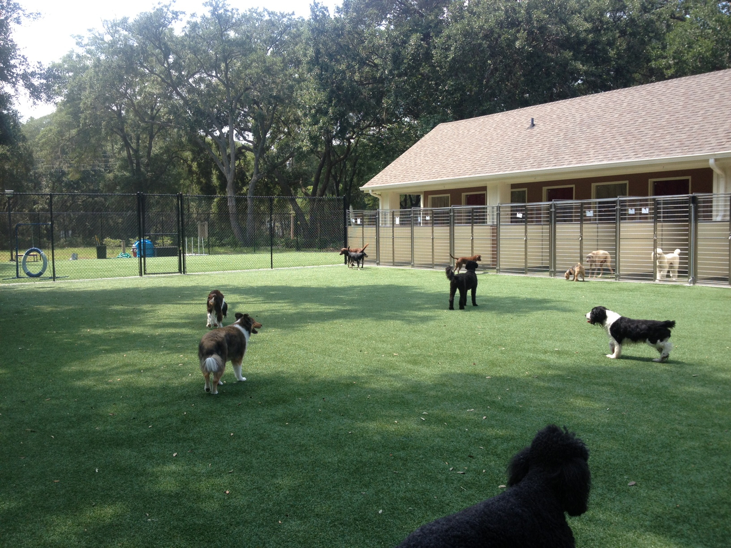 Southpaws 2024 doggie daycare