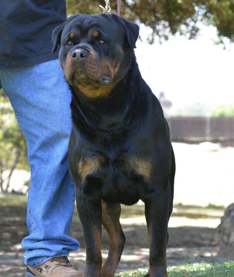 Rottweiler Puppies for Sale - Von Ruelmann Rottweilers Inc