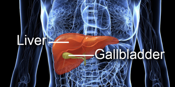 Liver And Gall Bladder Health