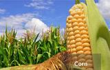 Corn