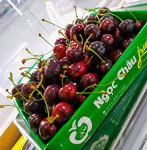 Cherry New Zealand bán tại Hà Nội