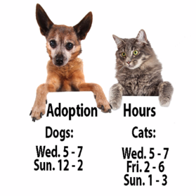 Cats and dogs available for adoption by nonprofit pet rescue groups 