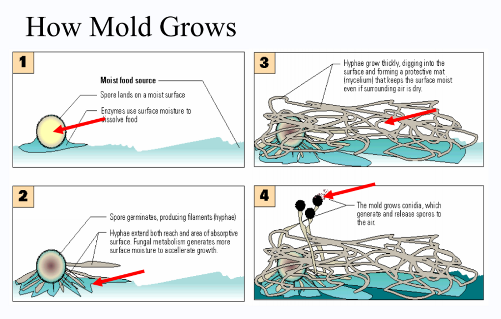 How does mold grow