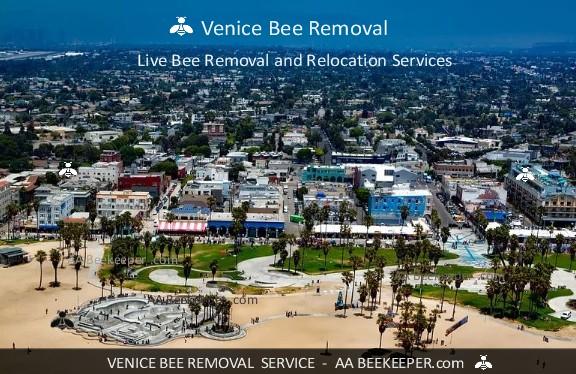 Bee Removal Venice