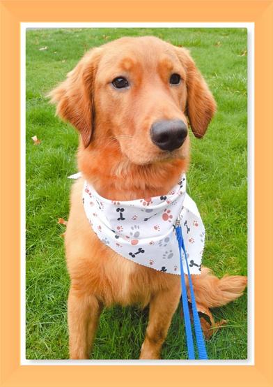 Door-to-Door Dog Grooming - Mobile Dog Grooming, Dog Grooming