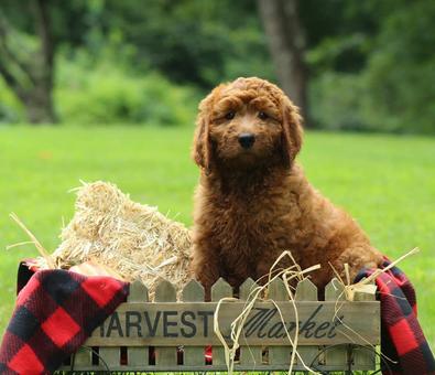 Goldendoodle Puppies for Sale Massachusetts - American Goldendoodle