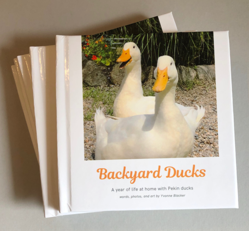 Backyard Ducks: A year of life at home with Pekin ducks. words, photos, and art by Yvonne Blacker
