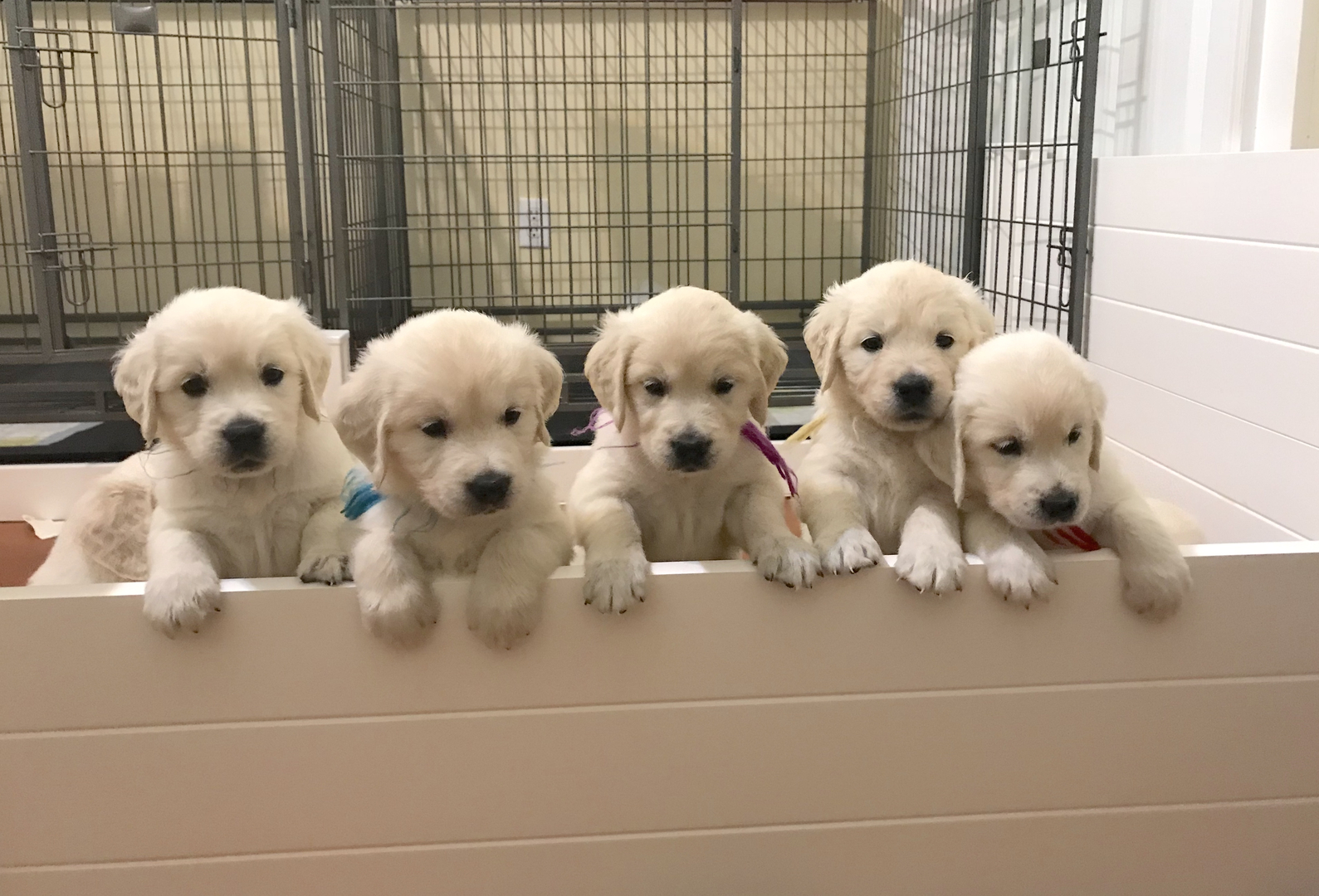 Puppyfinder store golden retriever