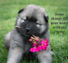 Eurasier Puppy