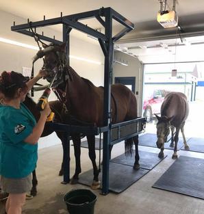 Dr. Langan performing equine dentistry