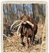 Shed Dog training