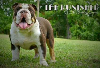 chocolate tri olde english bulldog stud