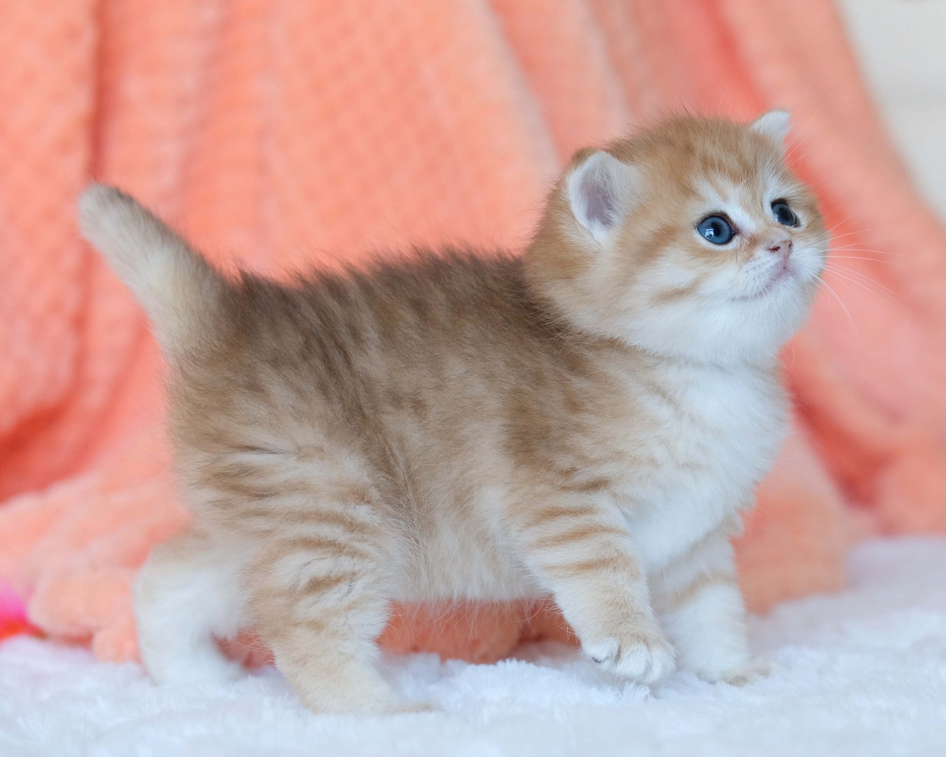British Shorthair Longhair Cats Kittens