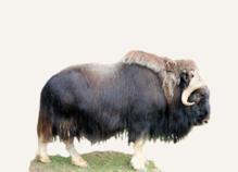 Hunting Manitoba Musk Ox