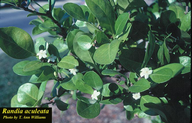 White indigo berries highlight of Florida trip