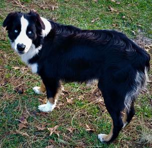 Nature Coast Aussies - Maverick