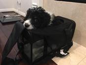 Bernedoodle Carry On