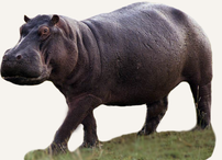 Hunting Hippo Tanzania