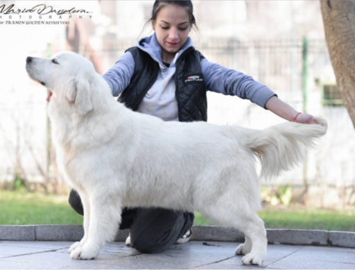 Upcountry Golden Retrievers