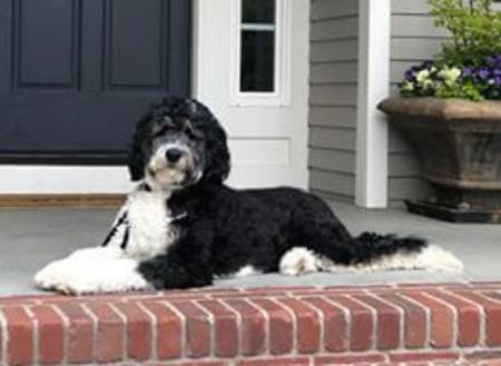 June Bernedoodle