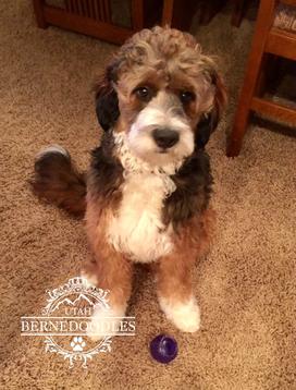 Bernedoodle with a wavy coat