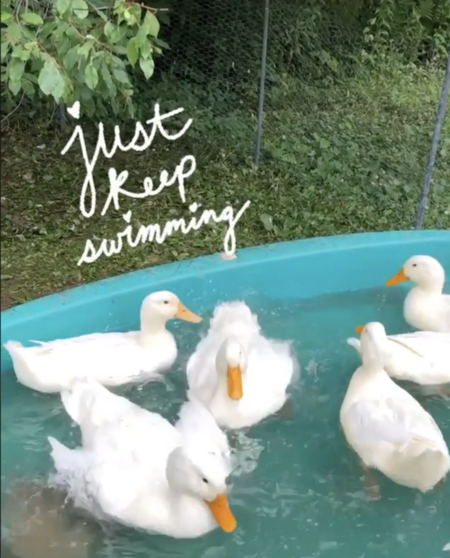 Backyard Duck highlights: Instagram stories