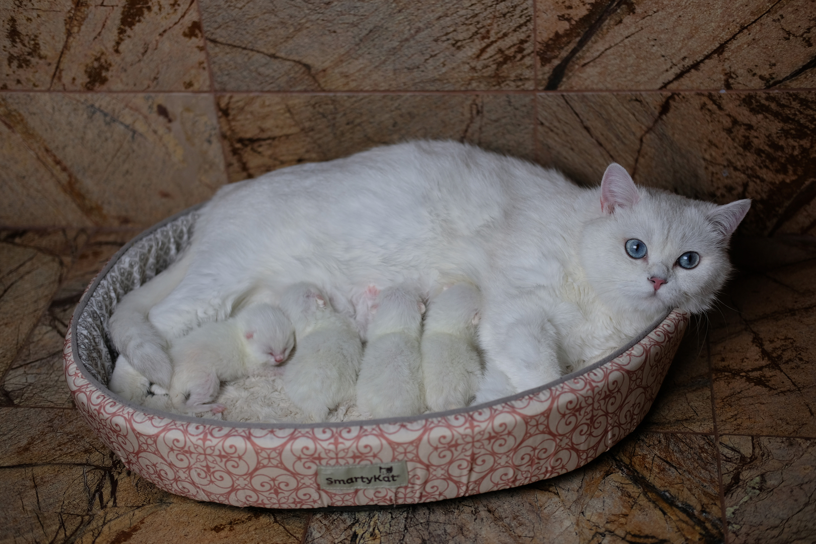 British Shorthair Longhair Cats Kittens