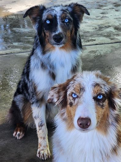 Blue merle