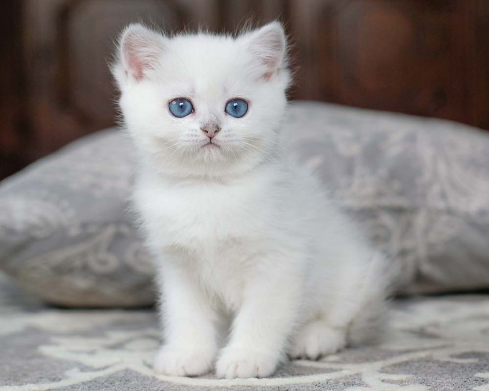 British Shorthair Longhair Cats Kittens