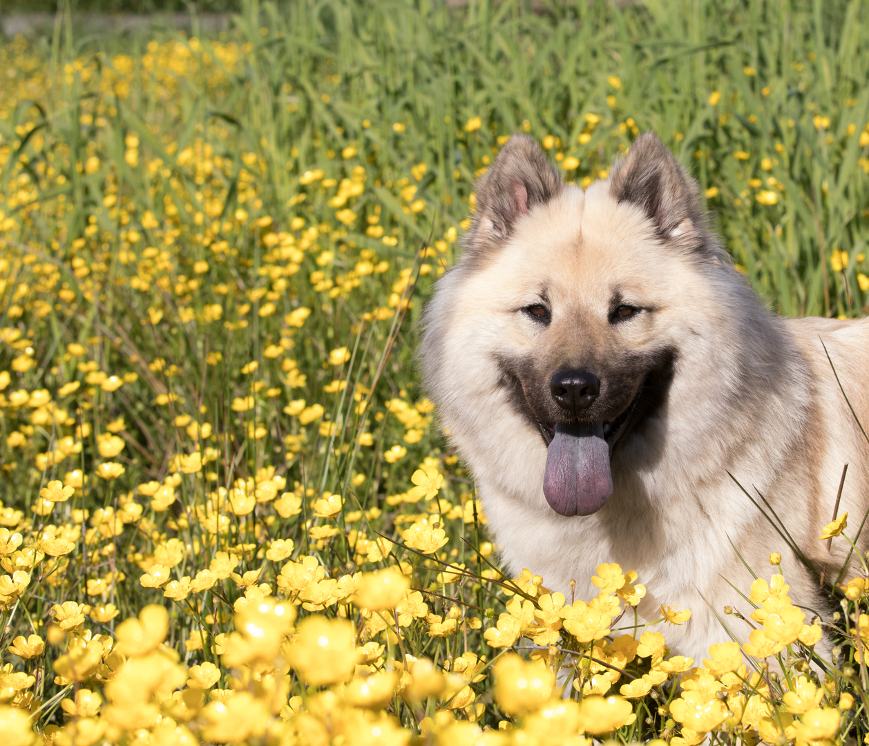 Eurasier - 