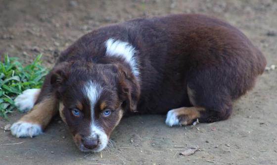 Short haired Australian shepherds