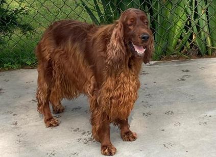 Irish setter 2024 spay coat