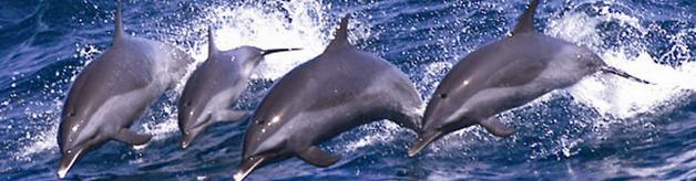 hawaiian spinner dolphins jumping