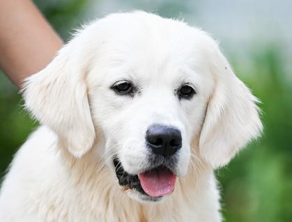 Upcountry Golden Retrievers