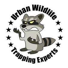 Animal Control Services by Urban Wildlife Trapping Experts