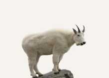 Hunting Mountain Goat British Columbia