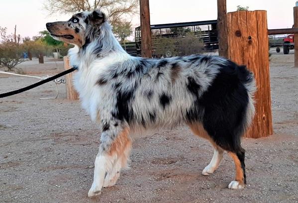 blue merle