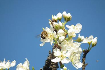 biodynamic bees are happily living on boraning