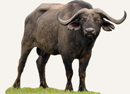 Hunting Buffalo Cameroon