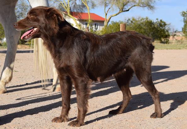 working australian shepherd